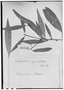 Field Museum photo negatives collection; Genève specimen of Actinostemon angustifolius (Müll. Arg.) Pax, BRAZIL, L. Riedel, Type [status unknown], G