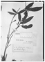 Field Museum photo negatives collection; Genève specimen of Actinostemon schomburgkii Pax, GUYANA, Schomburgk, Type [status unknown], G
