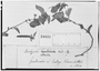 Field Museum photo negatives collection; Genève specimen of Acalypha septemlobum Müll. Arg., GUATEMALA, E. R. von Friedrichsthal 1354, Type [status unknown], G