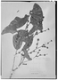 Field Museum photo negatives collection; Genève specimen of Discocarpus essequiboensis Klotzsch, GUYANA, Schomburgk 559, Type [status unknown], G