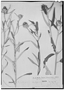 Field Museum photo negatives collection; Genève specimen of Julocroton montevidensis var. linearifolius Chodat & Hassl., Paraguay, É. Hassler 5781, Holotype, G