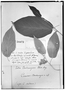 Field Museum photo negatives collection; Genève specimen of Croton bredemeyeri Müll. Arg., VENEZUELA, F. Bredemeyer, Type [status unknown], G