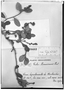 Field Museum photo negatives collection; Genève specimen of Croton harmsianus Herter, URUGUAY, W. G. F. Herter 75, Type [status unknown], G