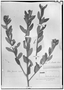Field Museum photo negatives collection; Genève specimen of Croton isabelli Baill., BRAZIL, A. Isabelle 6, Syntype, G