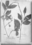 Field Museum photo negatives collection; Genève specimen of Croton leptostachyus var. malacophyllus Müll. Arg., ECUADOR, K. T. Hartweg 1371, Type [status unknown], G