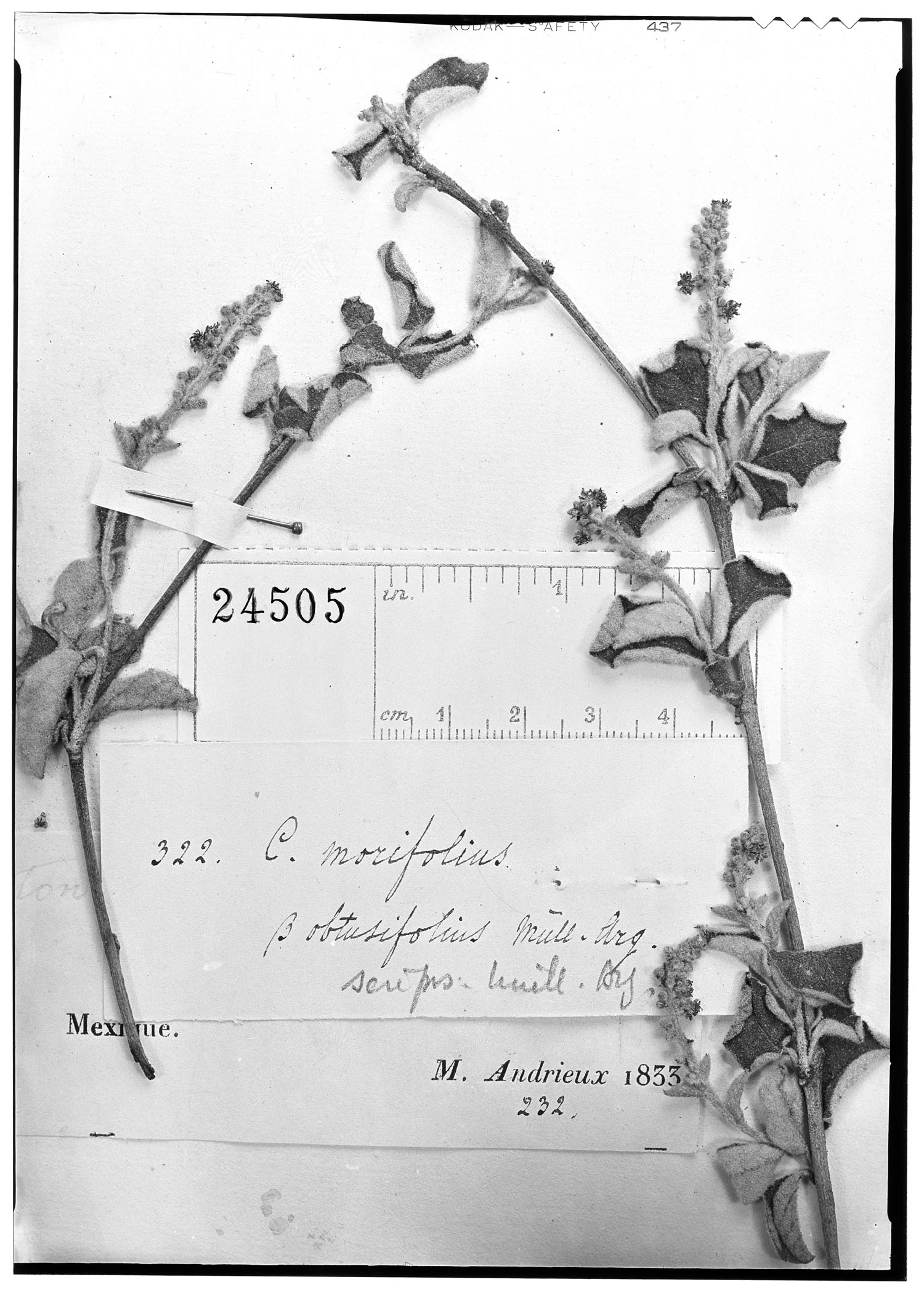 Croton mazapensis var. obtusifolius image