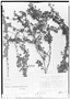 Field Museum photo negatives collection; Genève specimen of Croton nummularius Baill., BRAZIL, J. S. Blanchet 2560, Syntype, G
