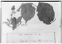 Field Museum photo negatives collection; Genève specimen of Croton ortholobus Müll. Arg., GUATEMALA, E. R. von Friedrichsthal 1417, Type [status unknown], G