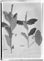 Field Museum photo negatives collection; Genève specimen of Croton pohlianus Müll. Arg., BRAZIL, J. B. E. Pohl 1610, Syntype, G