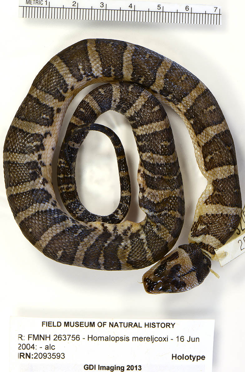 邦楽 Mardelas/Snake to Revive + morphose 邦楽 Mardelas/Snake to Revive + morphose 邦楽 Mardelas/Snake to