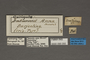 95050 Saturnia anna HT labels IN