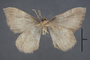95123 Psaliodes pseudohalia HT 1of2 v IN
