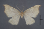 95127 Chlorotimandra viridis T 1of4 v IN