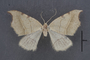 95127 Chlorotimandra viridis T 1of4 d IN