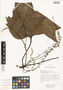 Dioscorea trifida L. f., ECUADOR, D. Jipa 1064, F