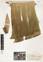 Musa errans var. baloan, Philippines, E. D. Merrill 217, F