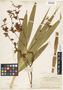 Cyrtopodium andersonii (Lamb. ex Andrews) R. Br., CUBA, C. F. Millspaugh 1426, F