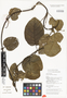 Parsonsia pedunculata Markgr., Papua New Guinea, J. C. Regalado 1504, F