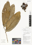 Goniothalamus grandiflorus (Warb.) Boerl., Papua New Guinea, J. C. Regalado 1125, F