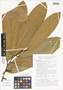 Goniothalamus grandiflorus (Warb.) Boerl., Papua New Guinea, W. N. Takeuchi 4301, F