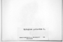 Sphagnum palustre image