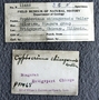 P 11468