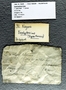 IMLS Silurian Reef digitization Project, Image of crinoid specimen label