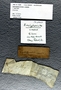 IMLS Silurian Reef digitization Project, Image of crinoid specimen label