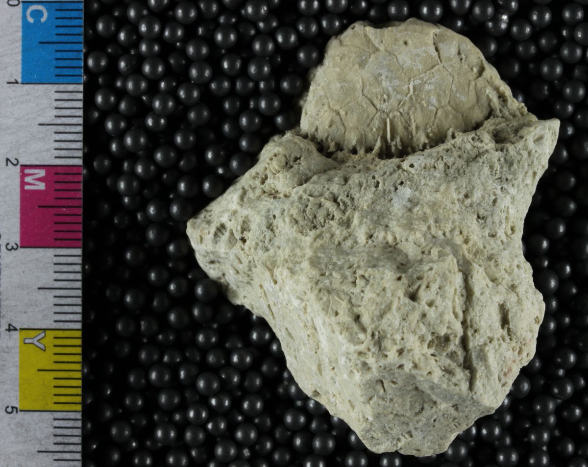 IMLS Silurian Reef digitization Project 2013, image of Silurian fossil crinoids from the Chicago area