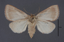 95132 Hyparpax perophoroides HT v IN