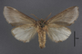 95150 Lophopteryx elegans HT v IN