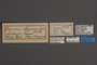 95151 Surina hypsoides HT labels IN