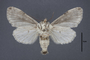 95158 Acronycta gasta HT v IN