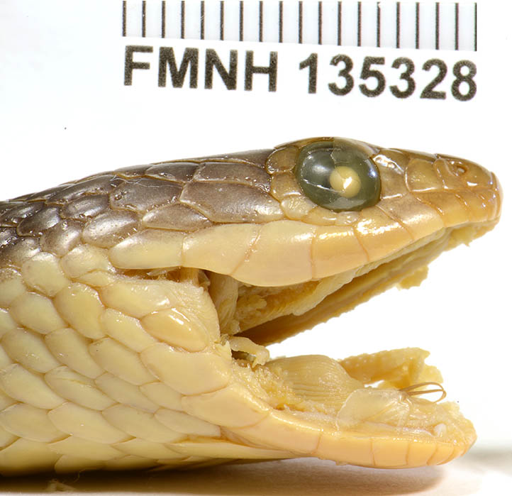 FMNH 135328 | Zoological Collections