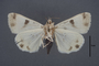 95160 Syneda deducta albina HT v IN