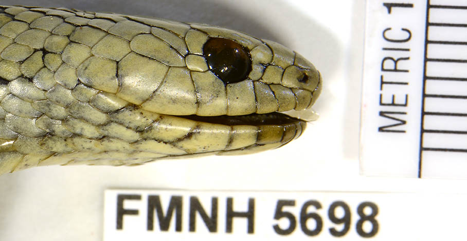 FMNH5698_head_side_AZ.jpg