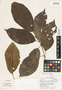 Meliosma Blume, Ecuador, C. H. Dodson 5158, F