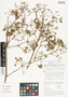 Enantiophylla heydeana J. M. Coult. & Rose, Mexico, H. H. Iltis 2551, F