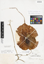 Aristolochia grandiflora Sw., JAMAICA, A. E. Wight 104, F