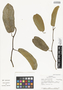 Aristolochia maxima Jacq., NICARAGUA, D. A. Neill 2960a, F