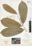 Annona muricata L., Venezuela, H. H. Rusby 100, F