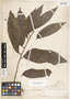 Annona reticulata L., Mexico, E. Palmer 324, F