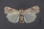 95170 Acontia areli HT v IN