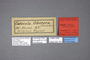 95184 Catocala obscura LT labels IN
