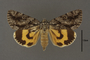 95199 Catocala grisatra PT d IN