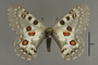 95210 Parnassius discobolus T d IN