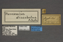 95210 Parnassius discobolus T labels IN
