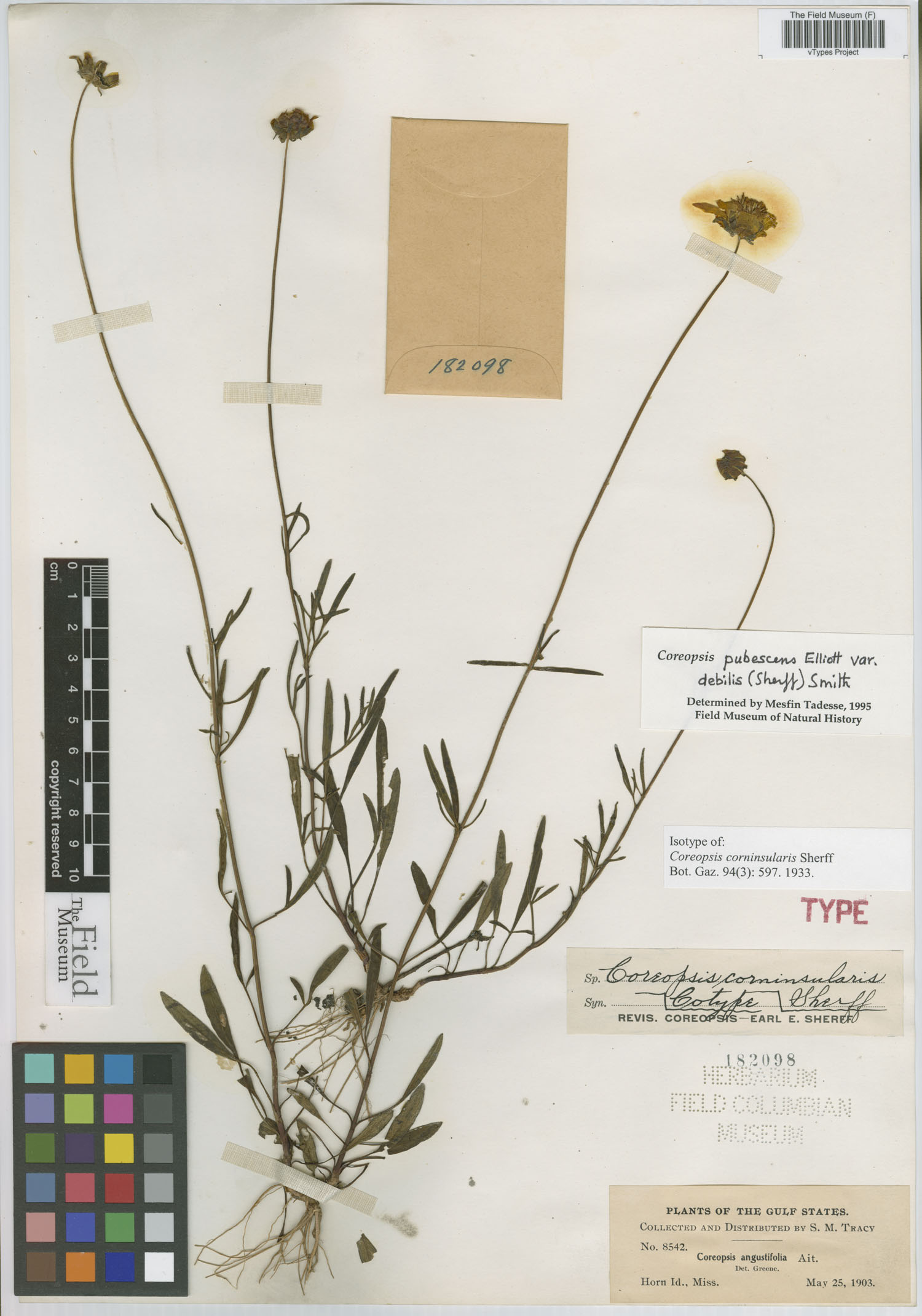 Coreopsis corninsularis image