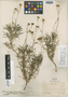 Coreocarpus dissectus var. longilobus image
