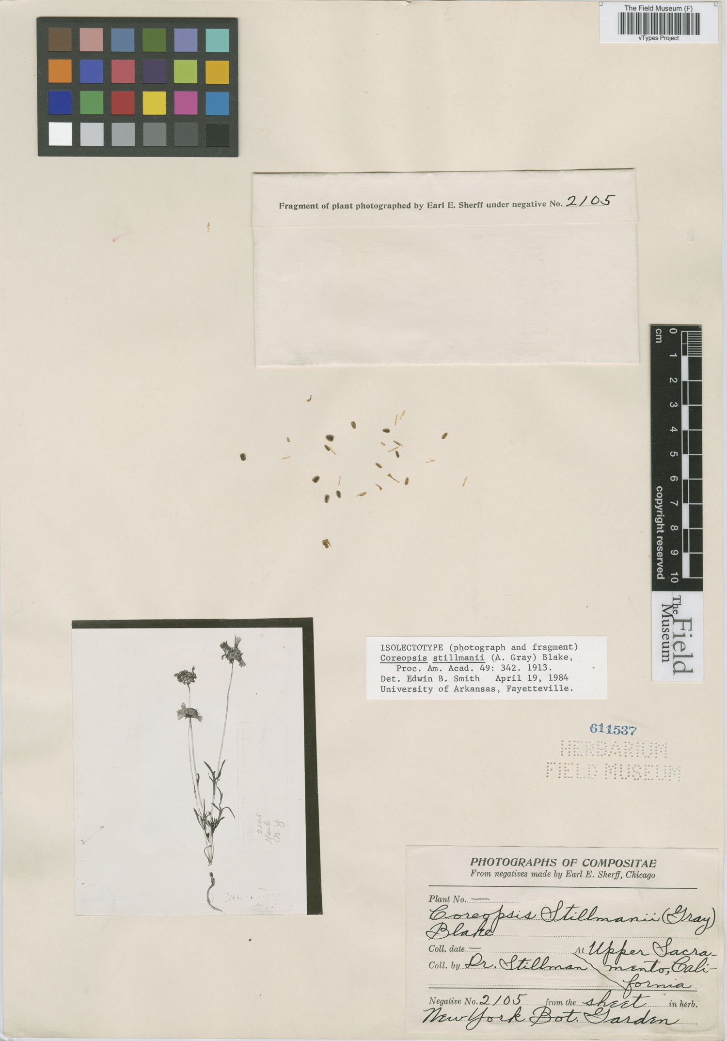 Coreopsis stillmanii image